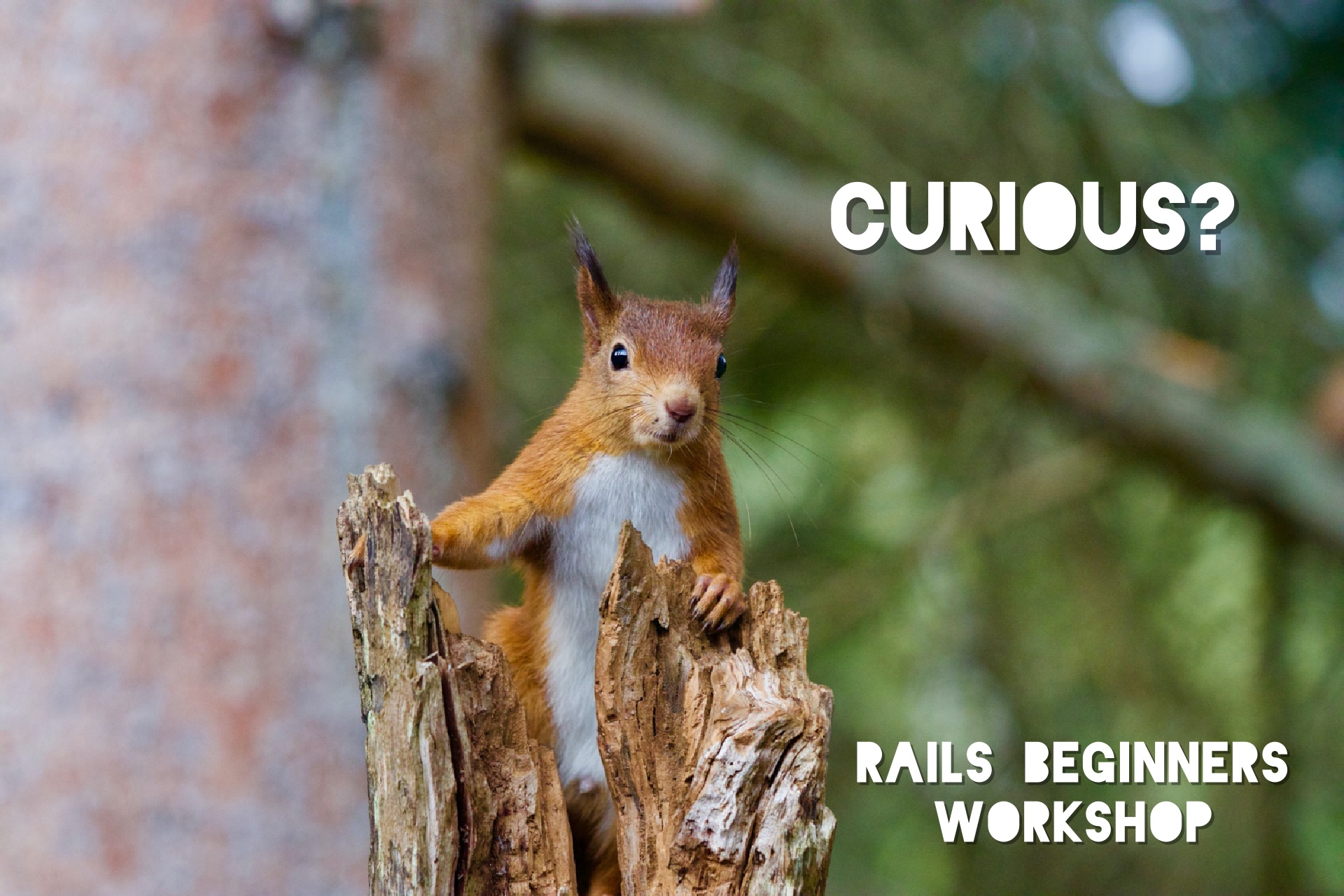 Photo of a very cute red squirrel looking cheekily out of a tree trunk